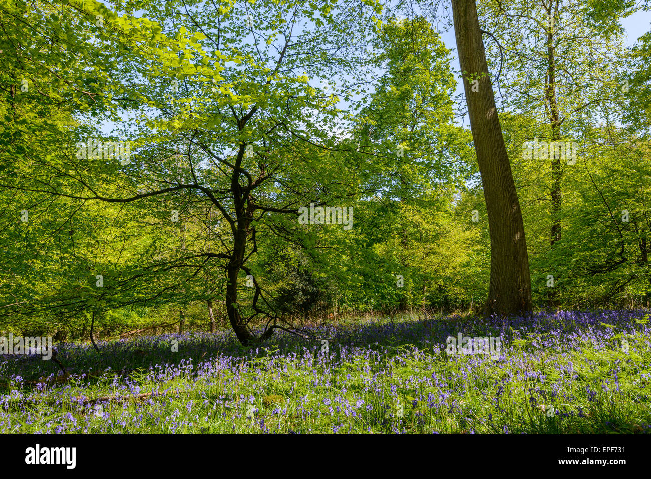 Springtime in Forest of Dean, Gloucestershire England UK with trees in dappled sunshine,leaves, branches and tree-trunks. Stock Photo