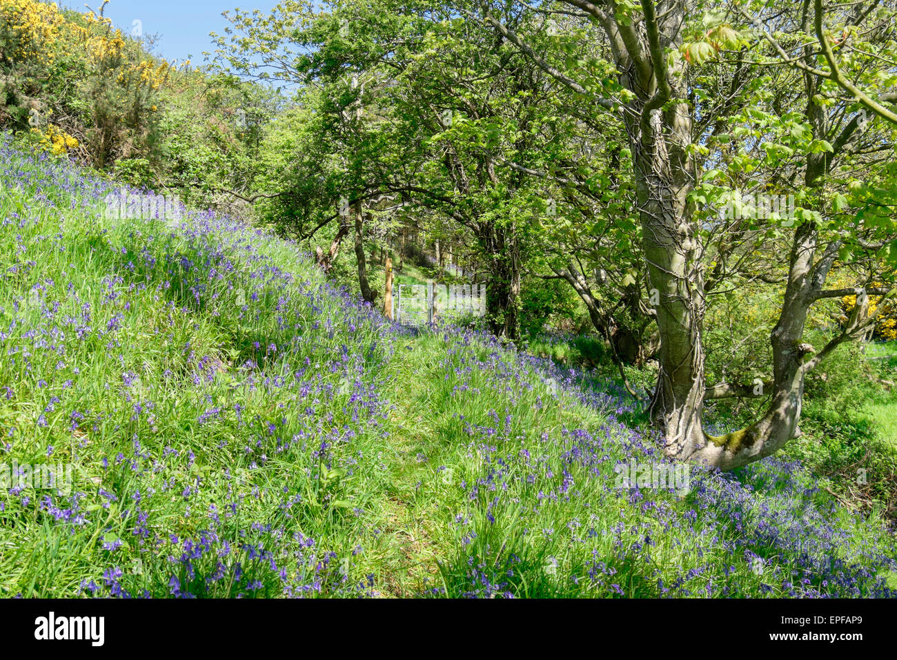 Spring uk woodlands walk hires stock photography and images Alamy