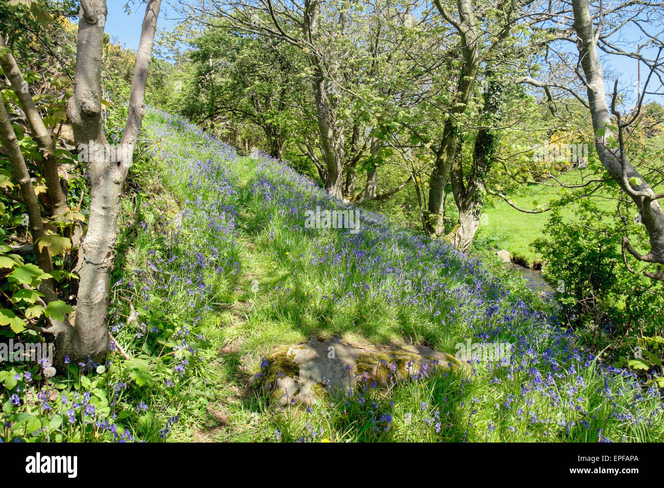 Spring uk woodlands walk hires stock photography and images Alamy