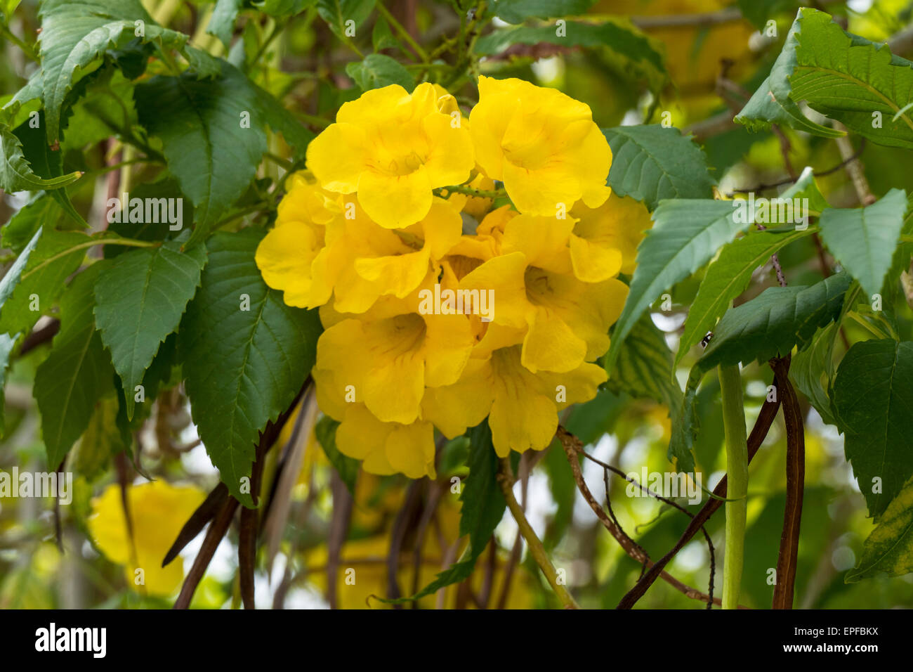 Tabebuia chrysotricha, Golden trumpet tree in bloom Stock Photo