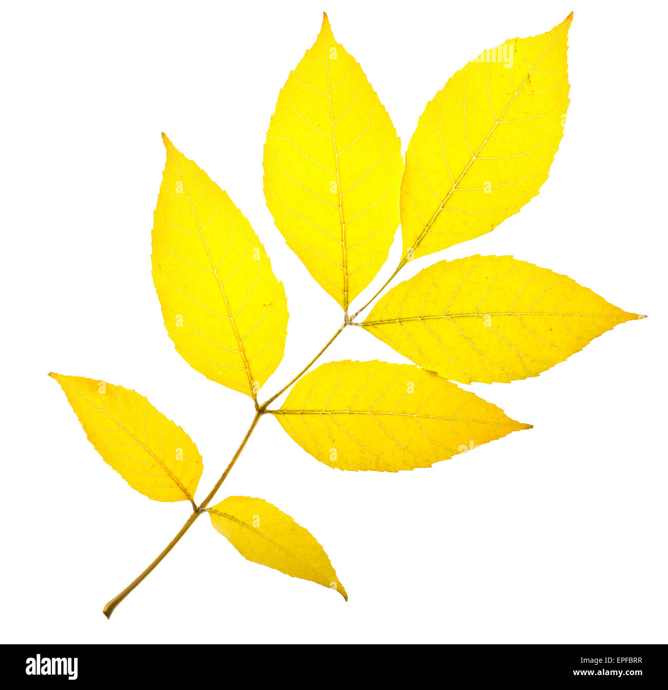 Yellow ash leaf isolated on white Stock Photo
