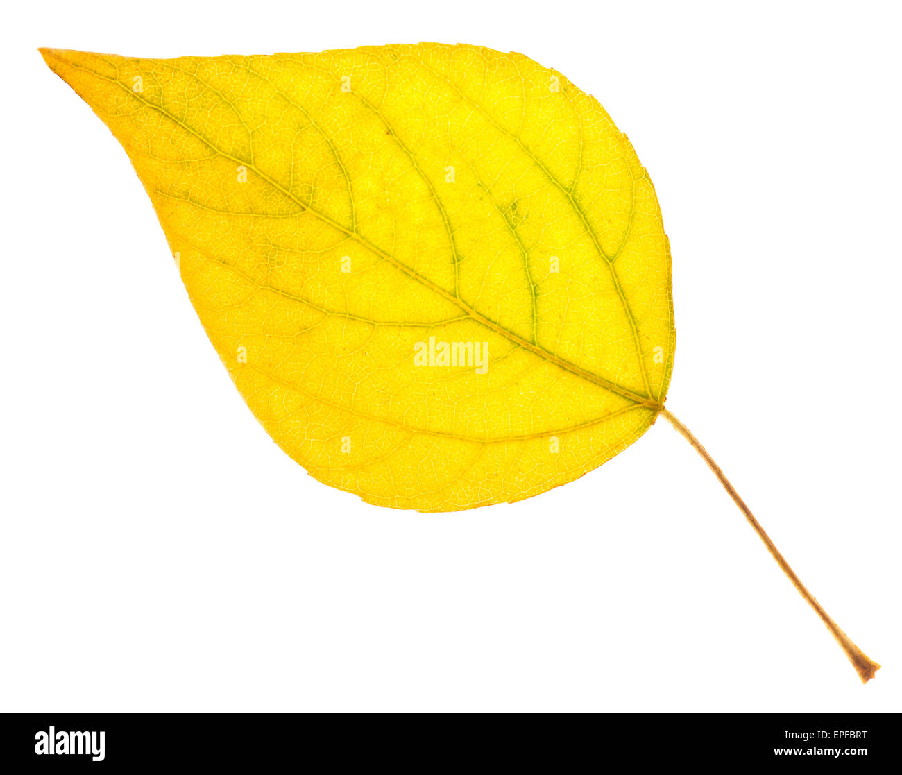 Yellow poplar leaf isolated on white Stock Photo Alamy