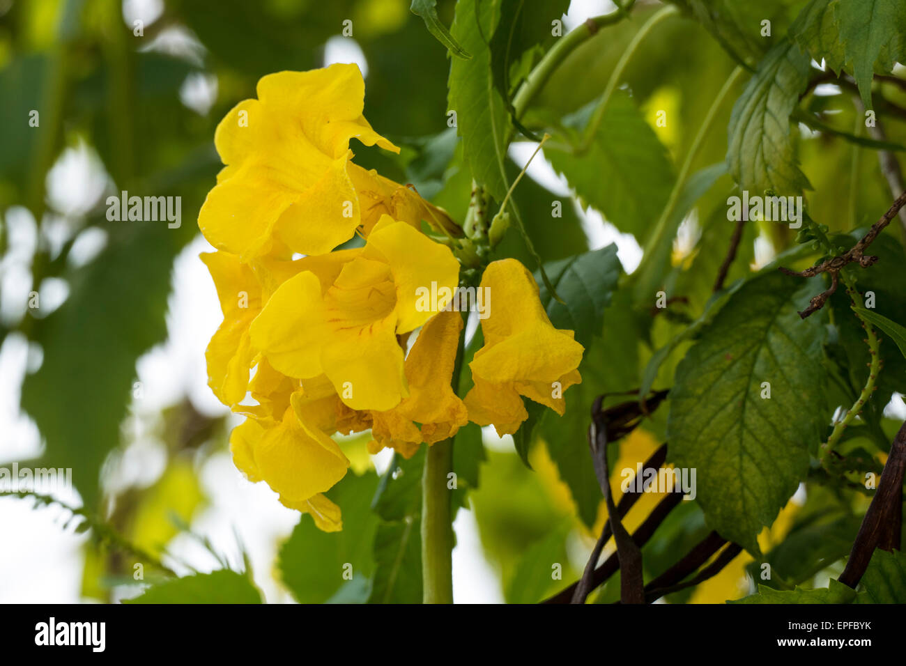 Tabebuia chrysotricha, Golden trumpet tree in bloom Stock Photo