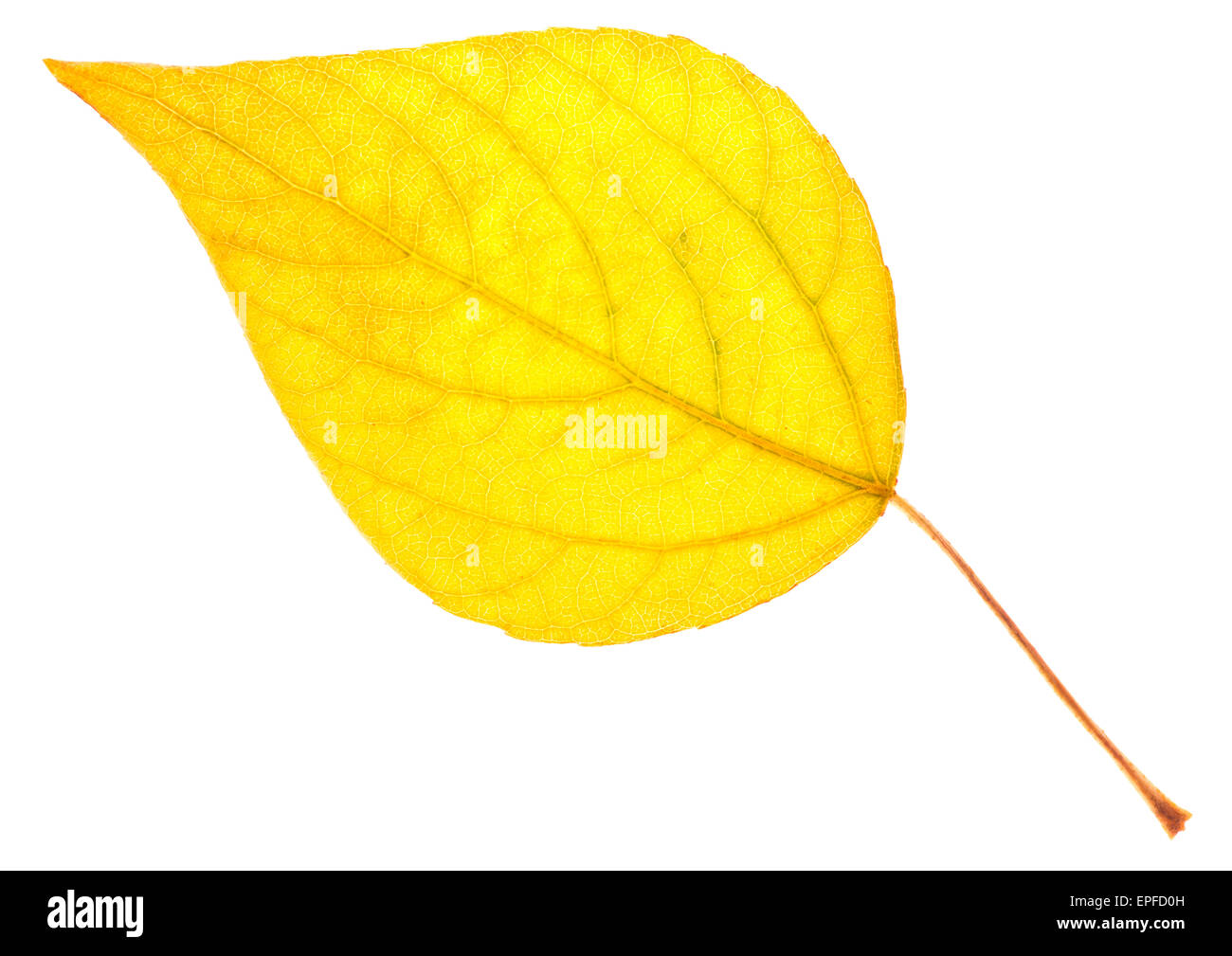 Yellow poplar leaf isolated on white Stock Photo Alamy