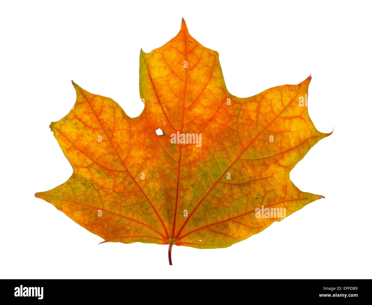 Autumn maple branch with leaves isolated on a white background Stock ...