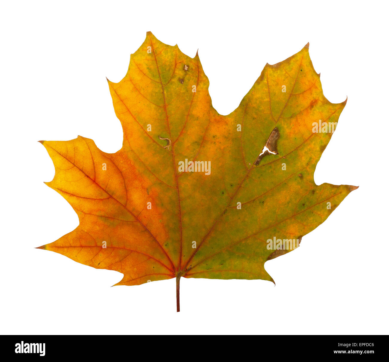 Autumn maple branch with leaves isolated on a white background Stock ...