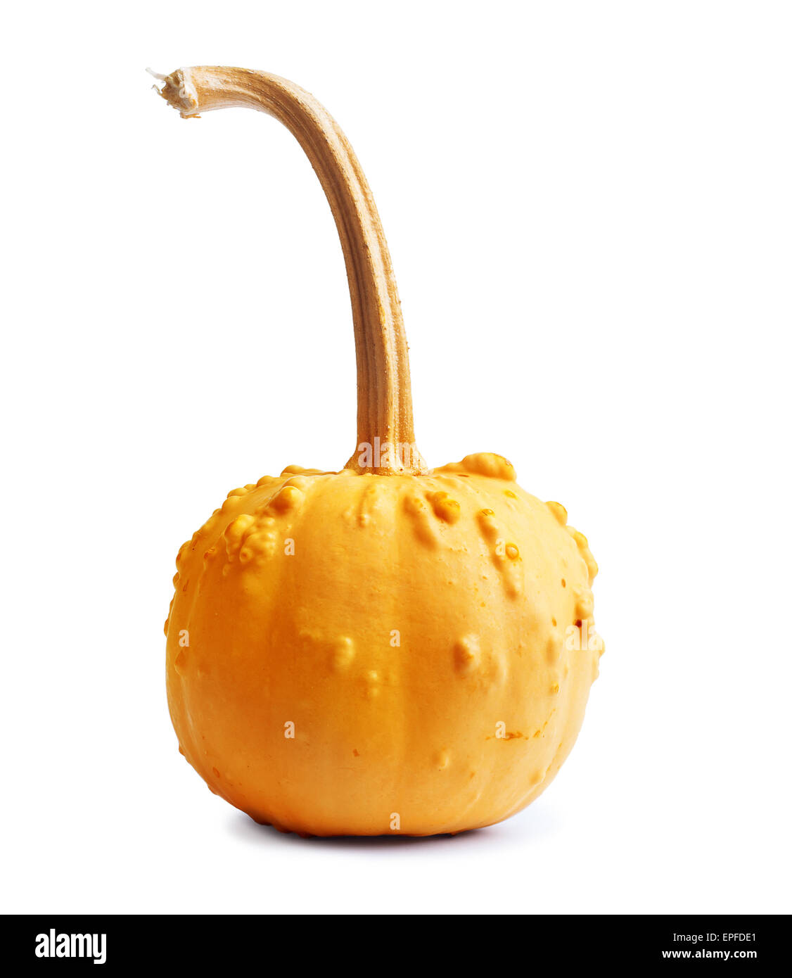 Big yellow pumpkin on a white isolated background Stock Photo - Alamy