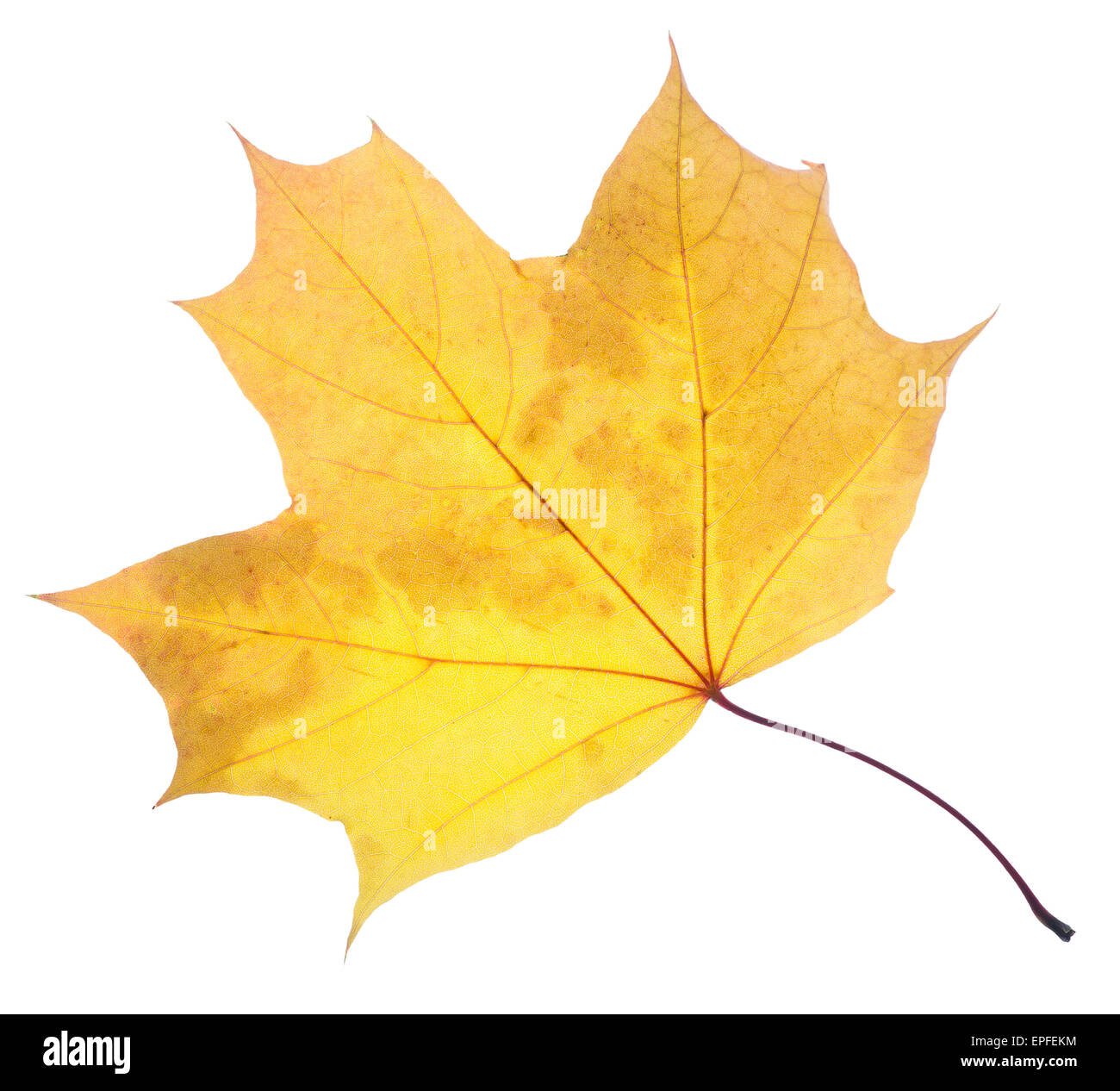 Maple yellow leaf isolated on white Stock Photo - Alamy