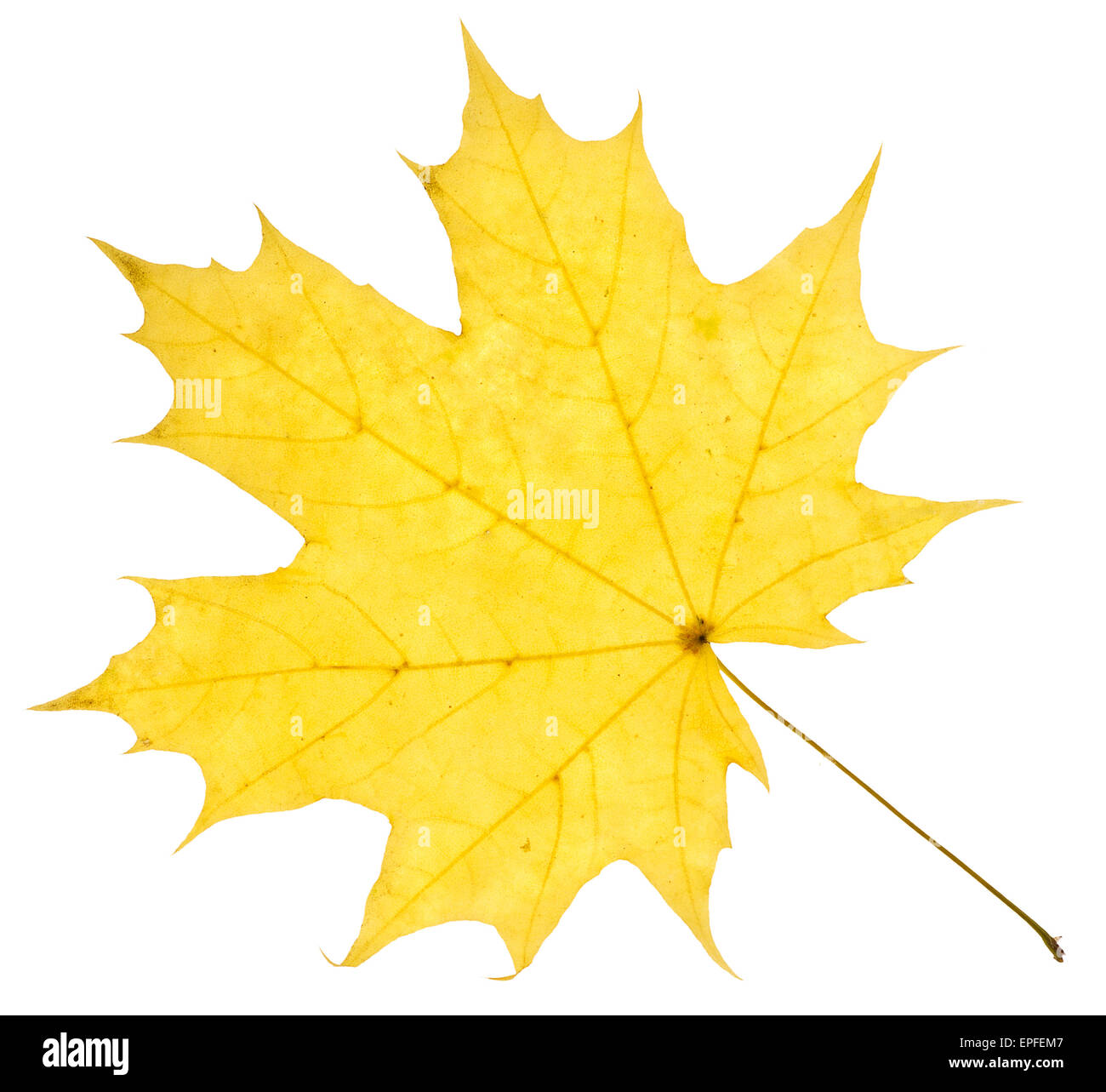Maple yellow leaf isolated on white Stock Photo - Alamy