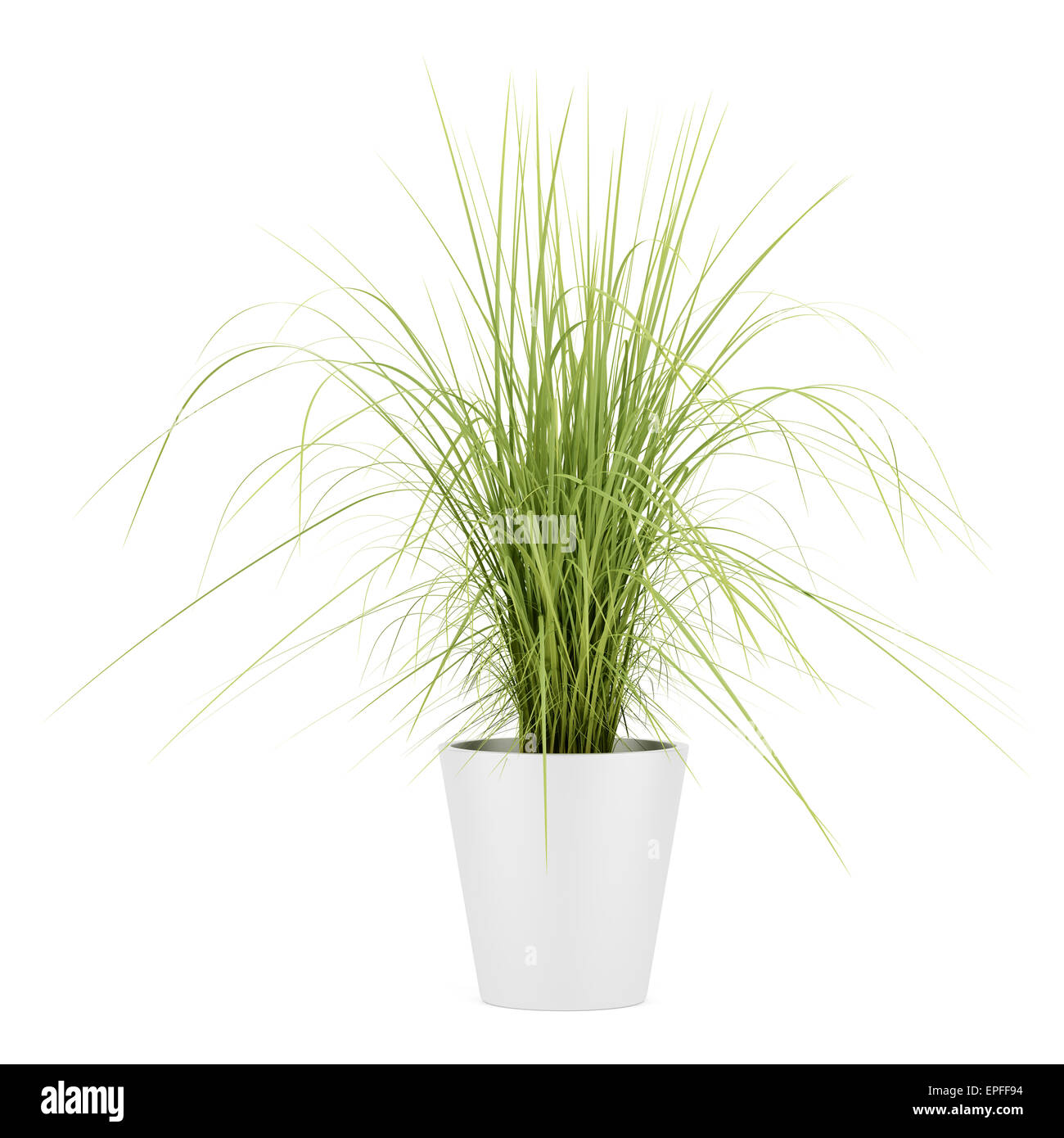 potted houseplant isolated on white background Stock Photo - Alamy