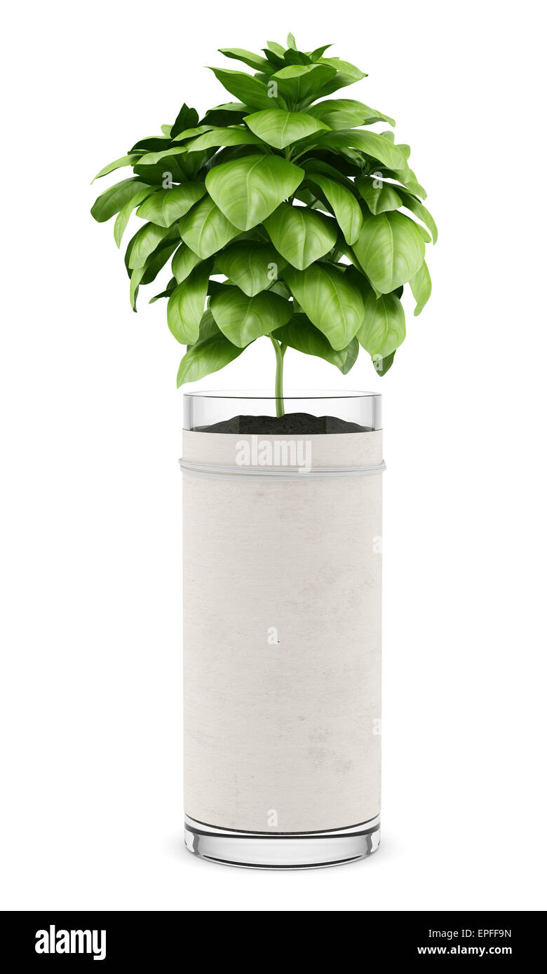 basil plant in pot isolated on white background Stock Photo - Alamy