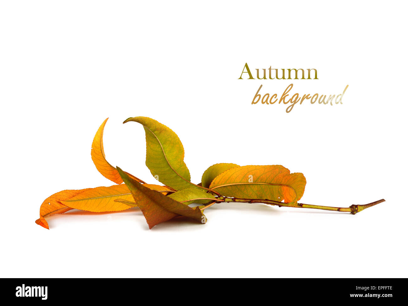 Autumn mountain ash branch with leaves isolated on a white background Stock Photo