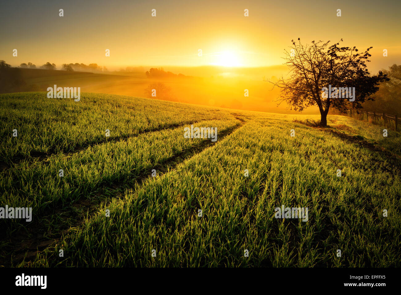Rural landscape with a hill and a single tree at sunrise with warm light, trails in the meadow leading to the golden sun Stock Photo