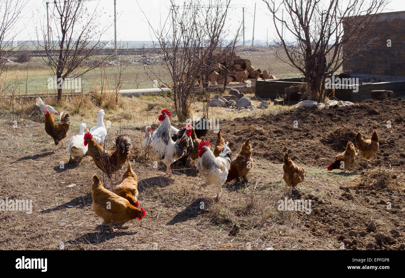 Home bird grazes in dug land Stock Photo