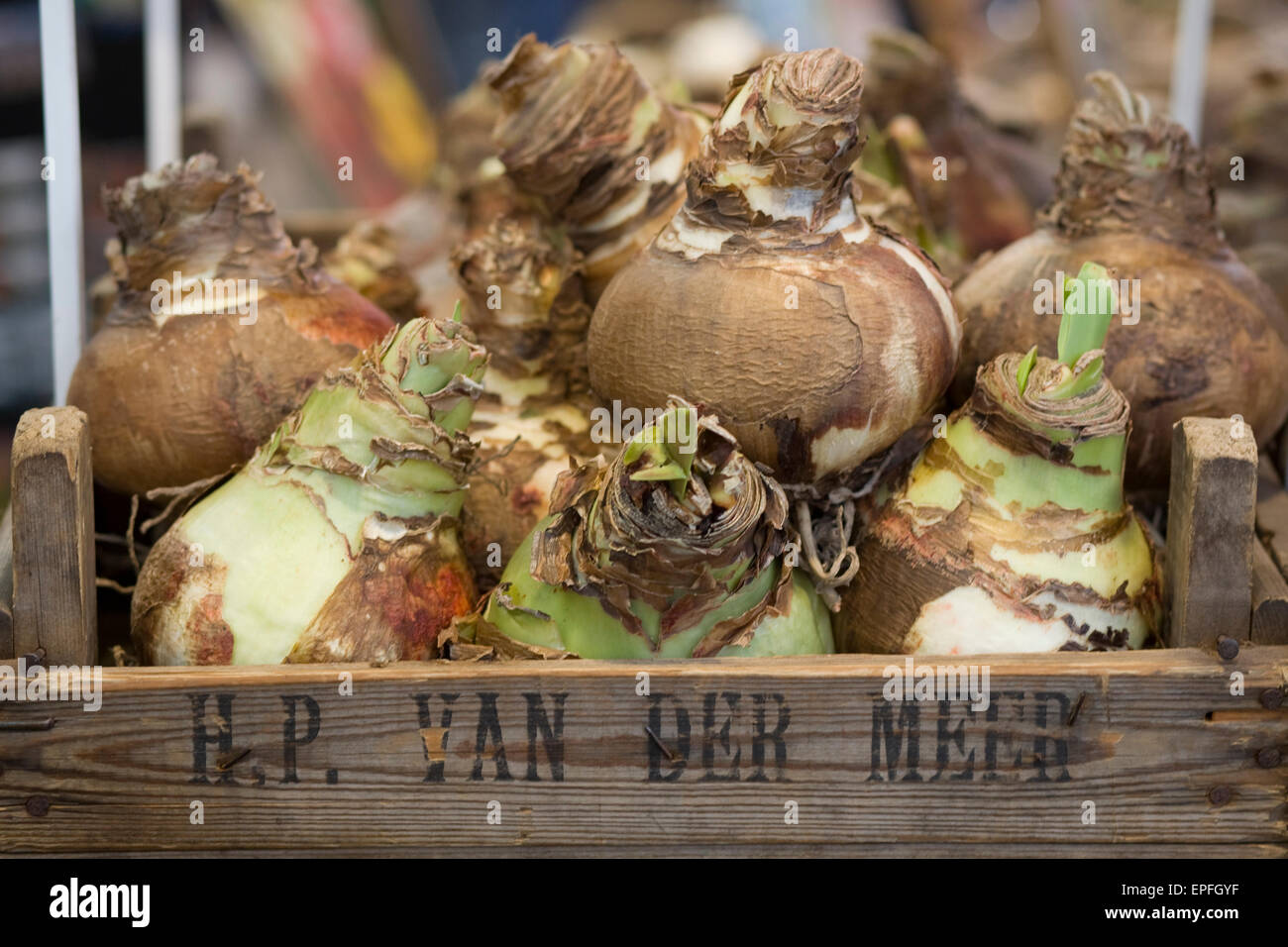 Amaryllis Bulbs on sale at a Dutch market stall Stock Photo Alamy