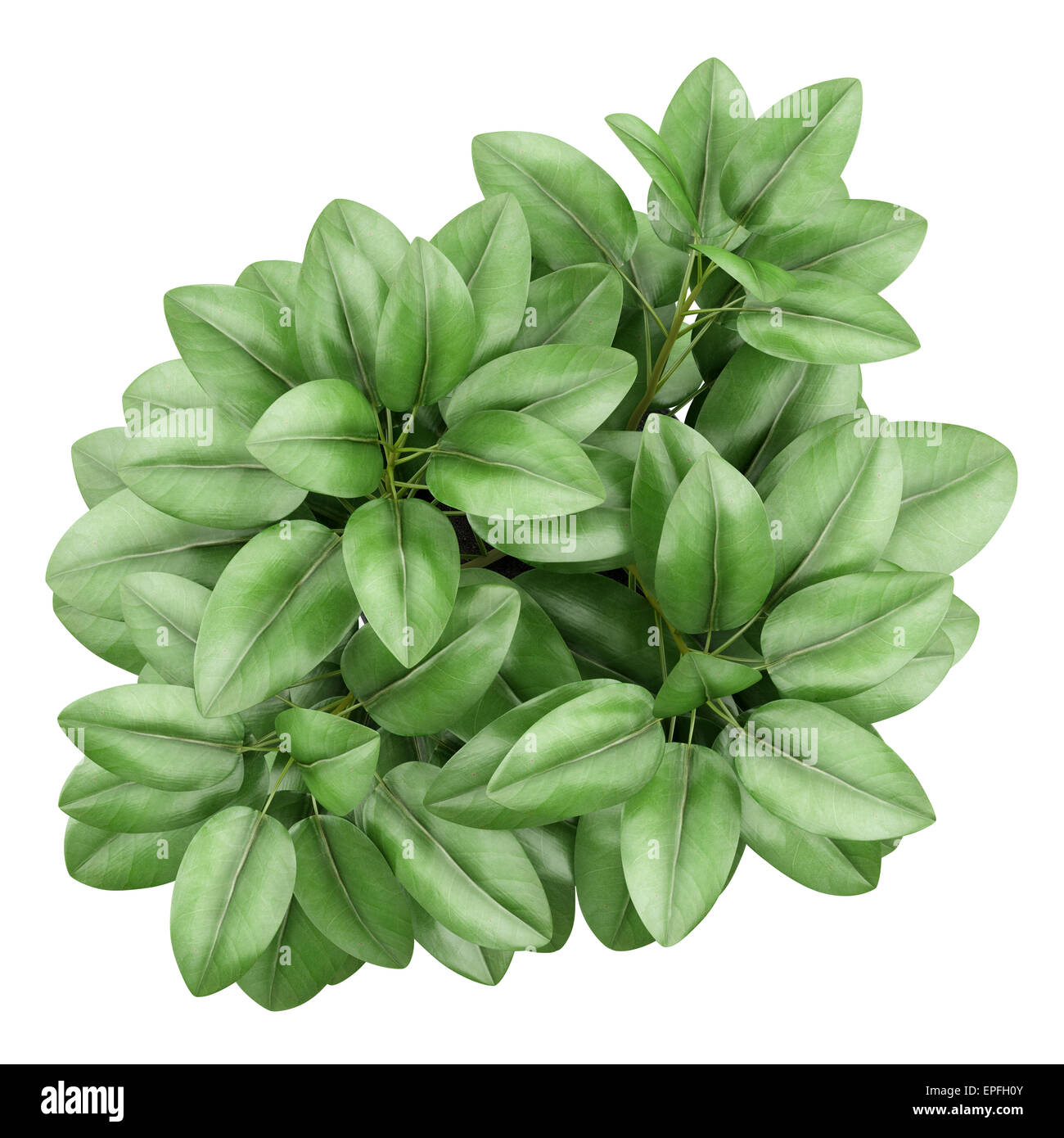 top view of houseplant in pot isolated on white Stock Photo - Alamy