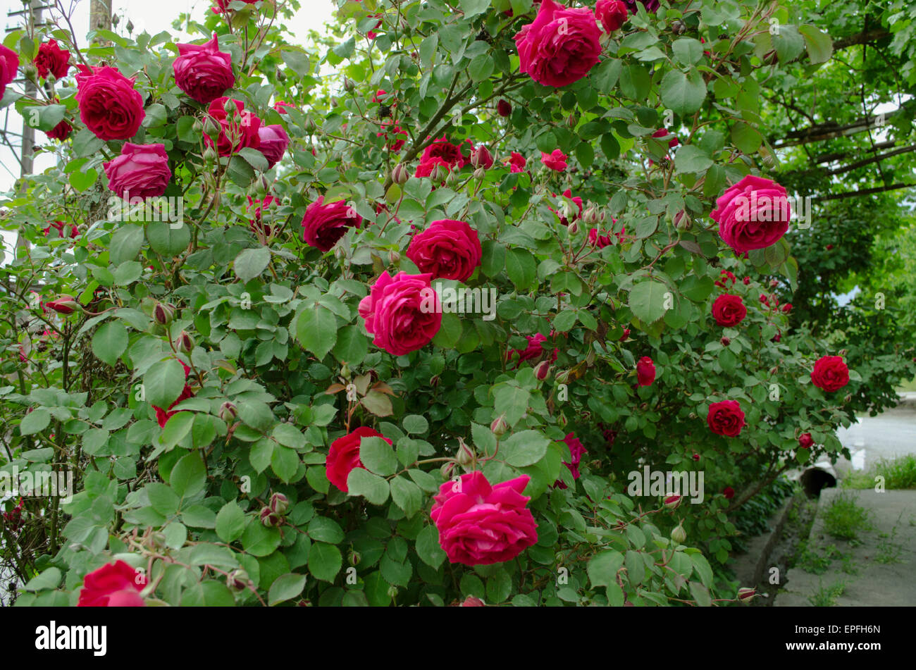 High bushes aromatic red roses Stock Photo Alamy