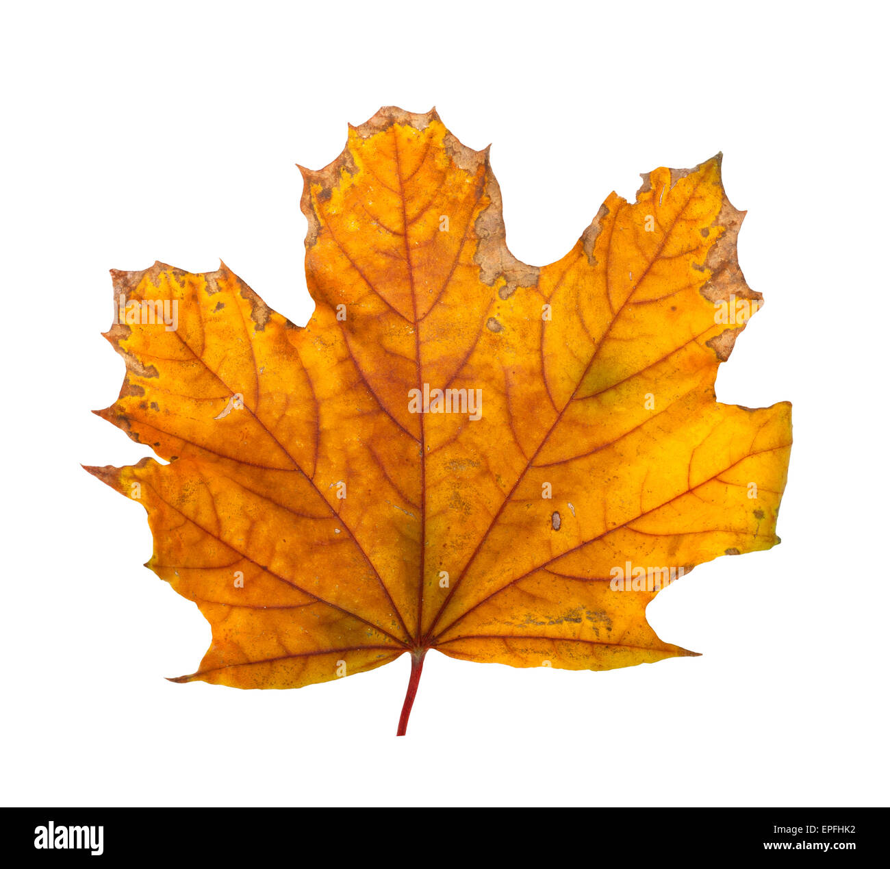 Autumn maple branch with leaves isolated on a white background Stock ...