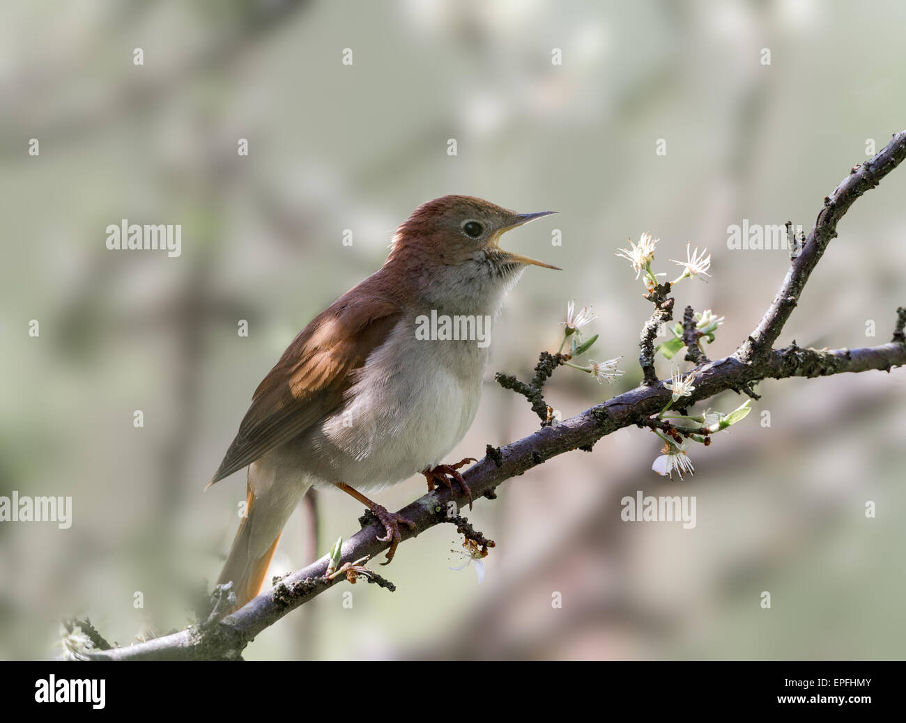 Singing Common Nightingale Stock Photo - Download Image Now