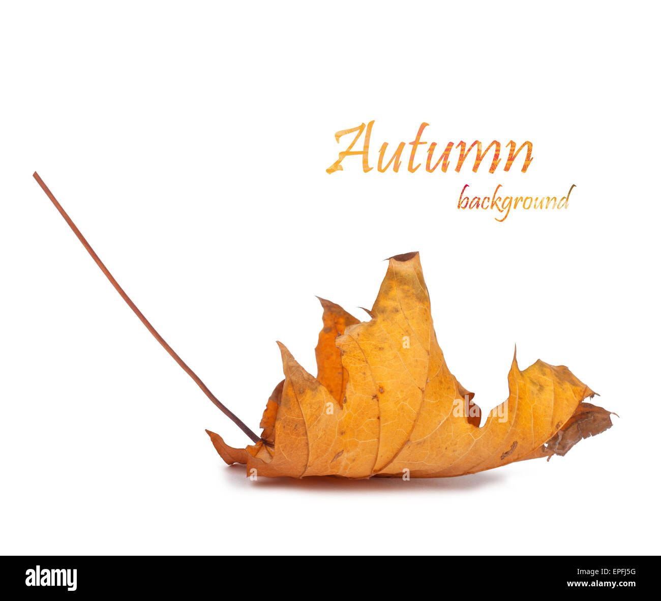 Autumn maple branch with leaves isolated on a white background Stock ...