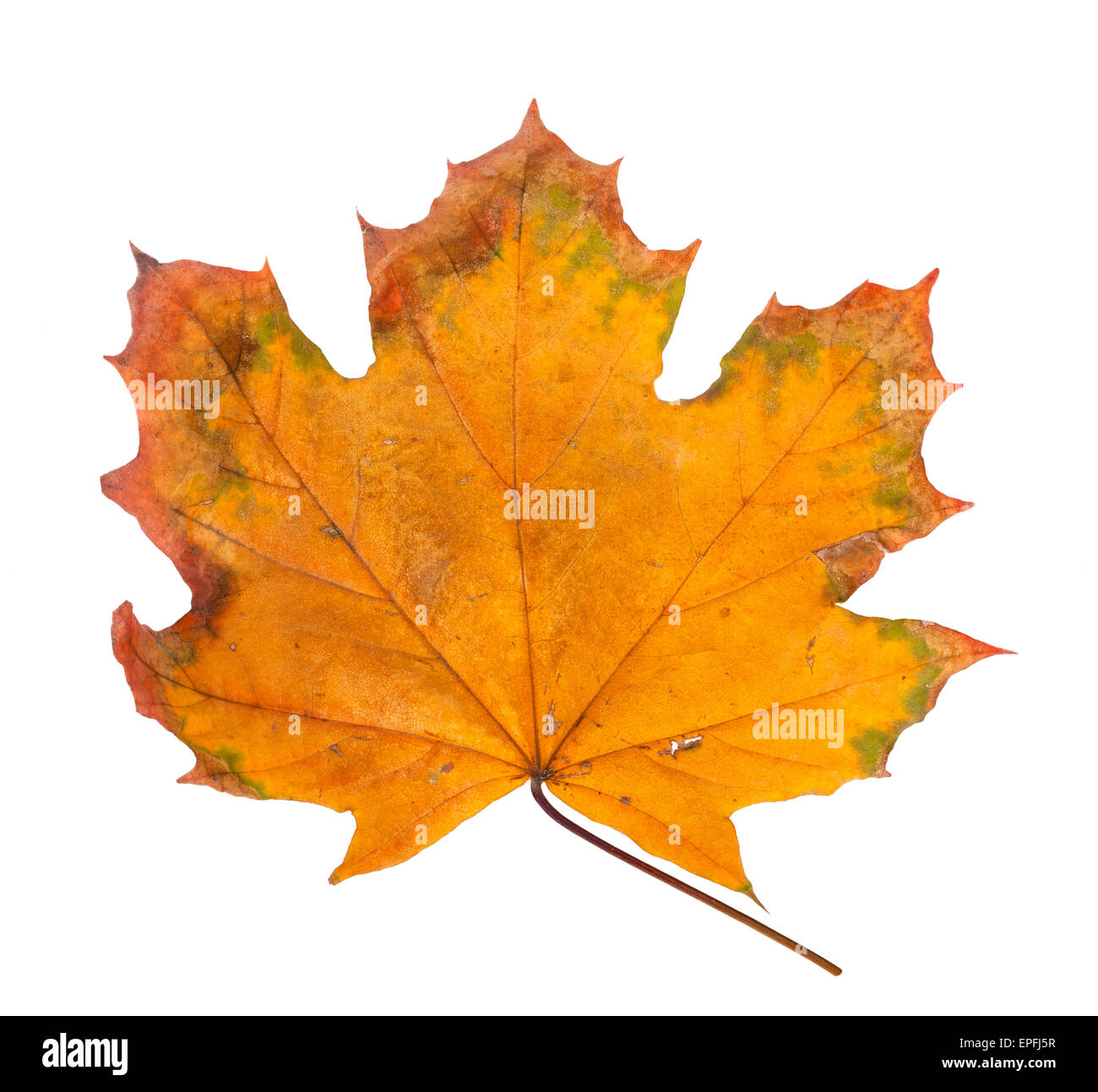Autumn maple branch with leaves isolated on a white background Stock ...