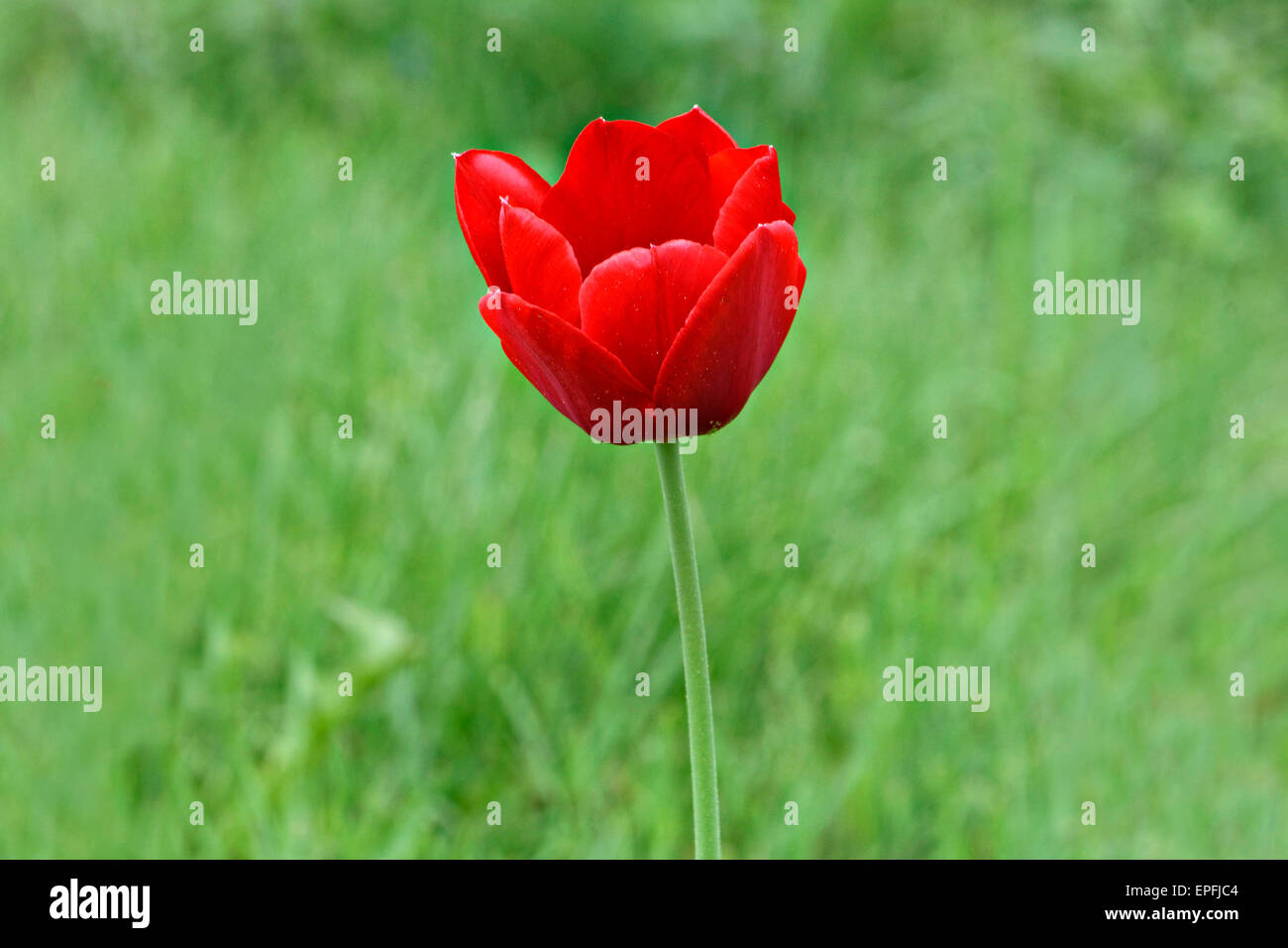 Red Tulip garden flower (Triumph Tulpe Frisco) Stock Photo