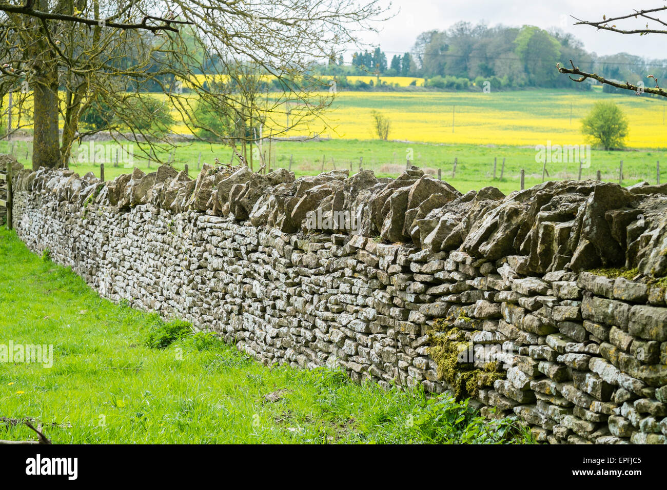 A well-maintained Typical Cotswold-style dry stone wall around a field on the outskirts of Cirencester, Gloucestershire, England UK Stock Photo