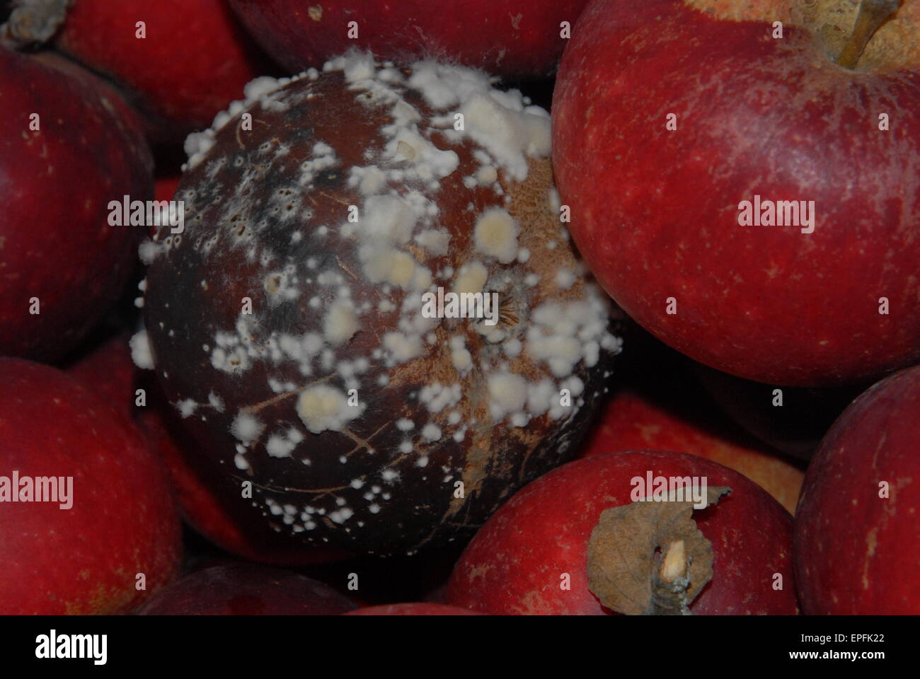 Red apples rottening hi-res stock photography and images - Alamy