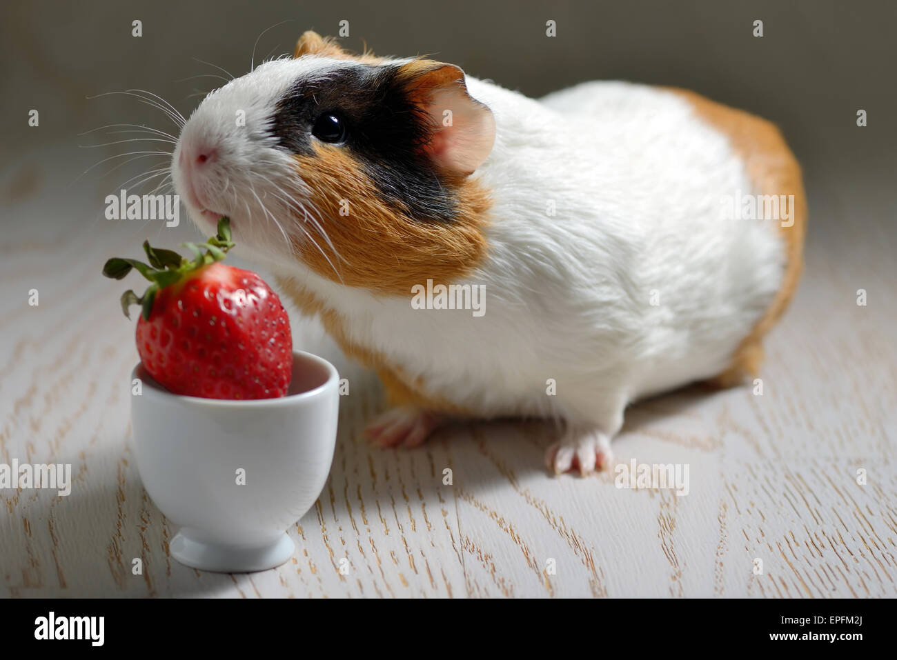 Guinea pigs top eat strawberries