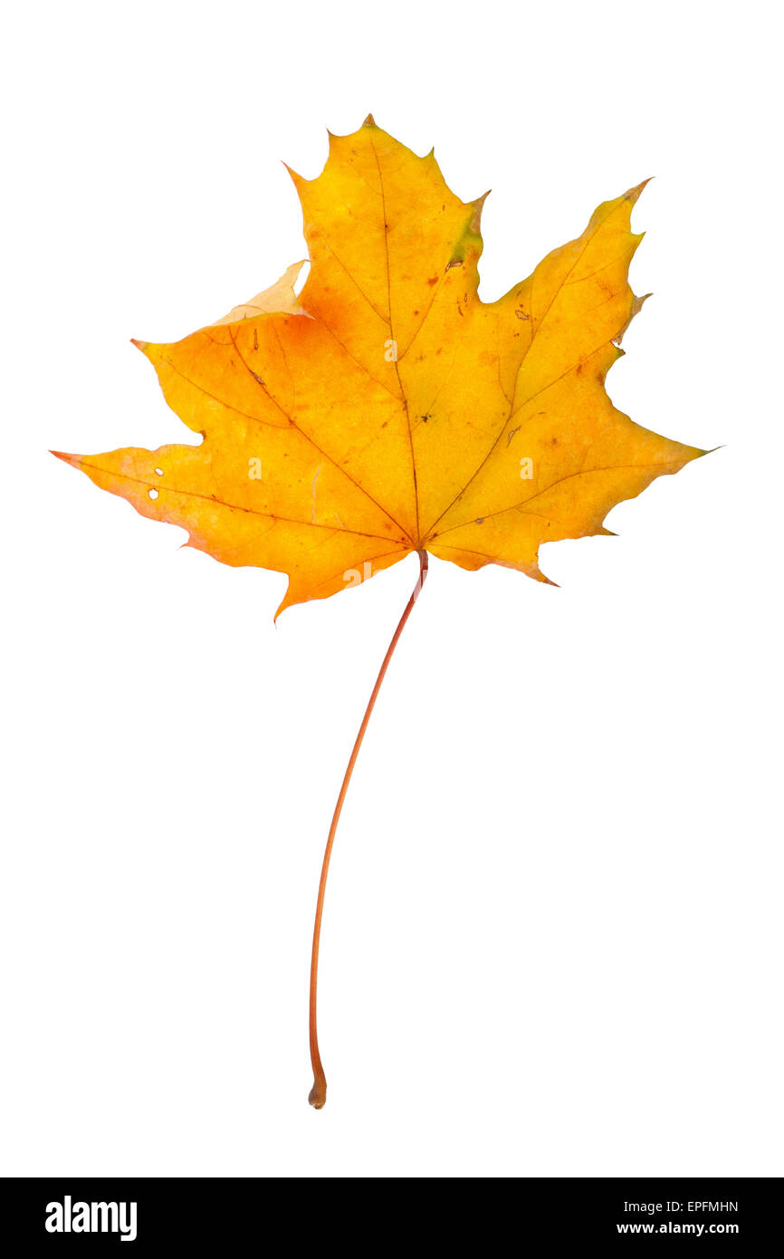Autumn maple branch with leaves isolated on a white background Stock ...