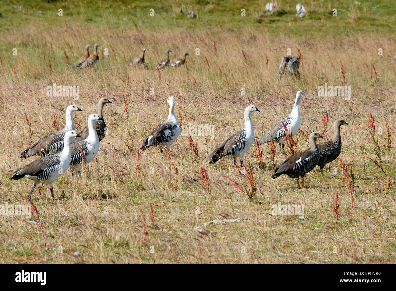 Flock of Upland Geese Patagonia Argentina Stock Photo