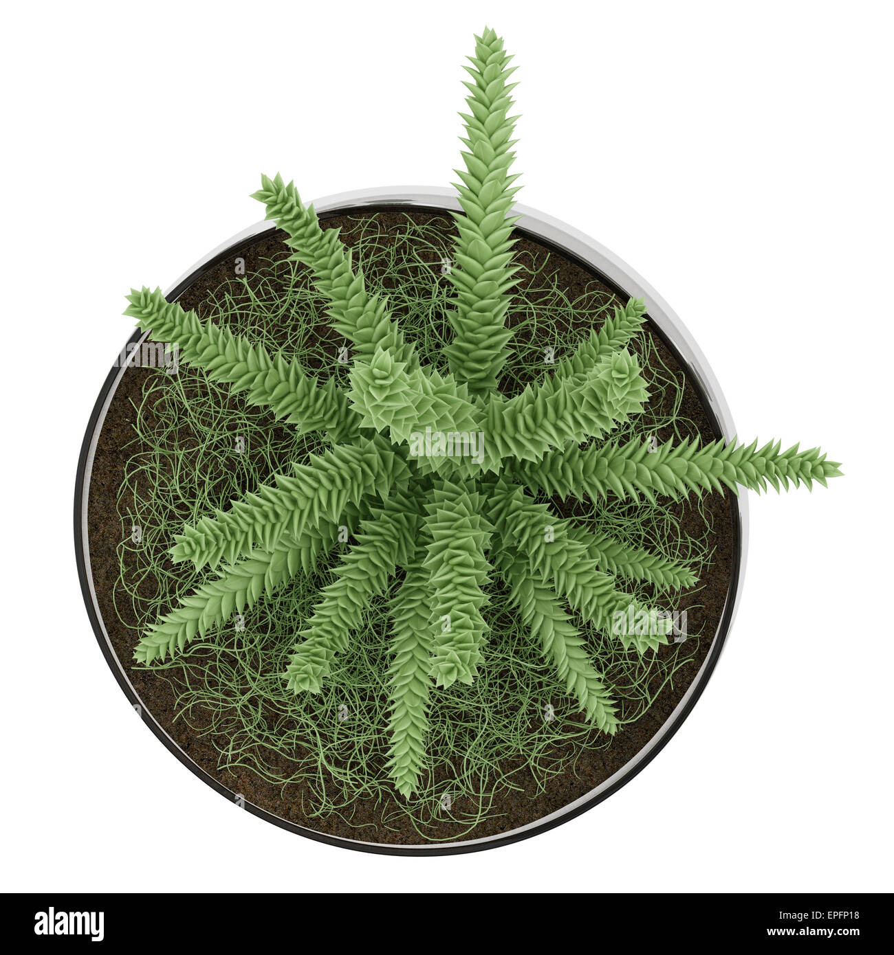 top view of houseplant in glass vase isolated Stock Photo - Alamy