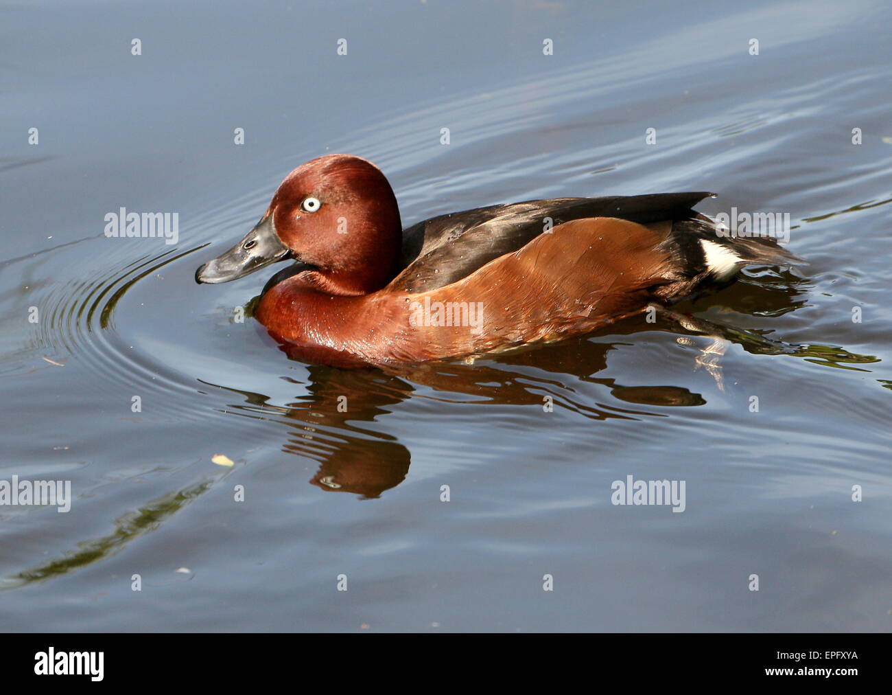 Eurasian Ferruginous duck or pochard (Aythya nyroca) swimming in a lake Stock Photo