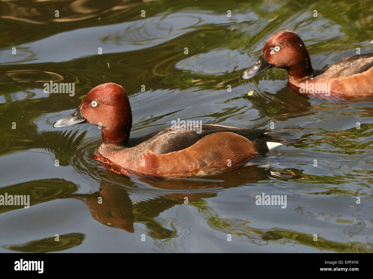 Eurasian Ferruginous ducks or pochards (Aythya nyroca) swimming in a lake Stock Photo