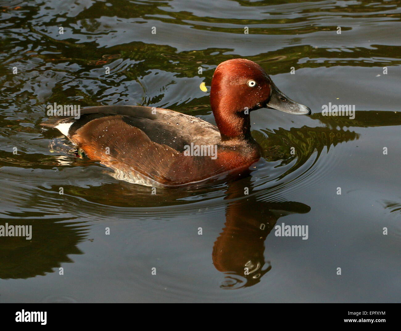 Close-up of a Eurasian Ferruginous duck or pochard (Aythya nyroca) swimming in a lake Stock Photo