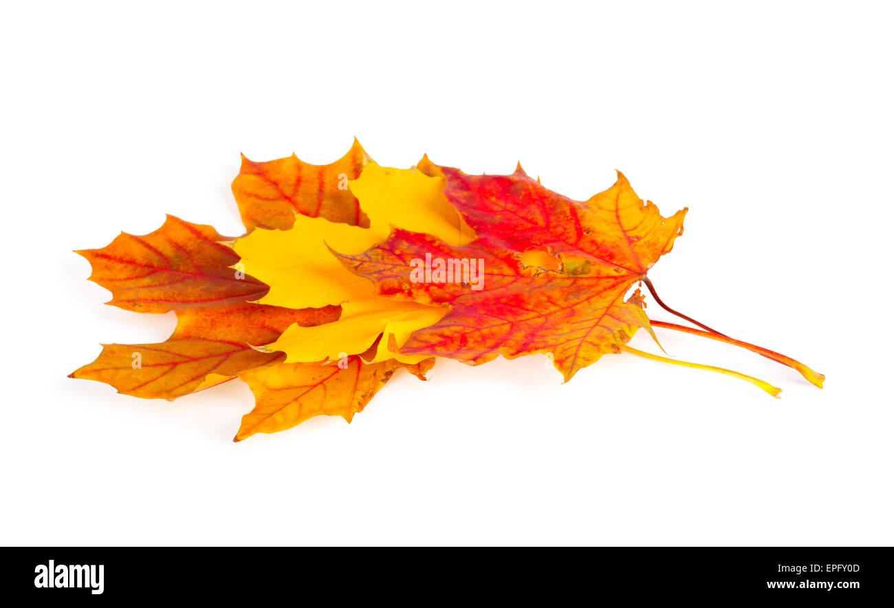 Autumn maple branch with leaves isolated on a white background Stock ...