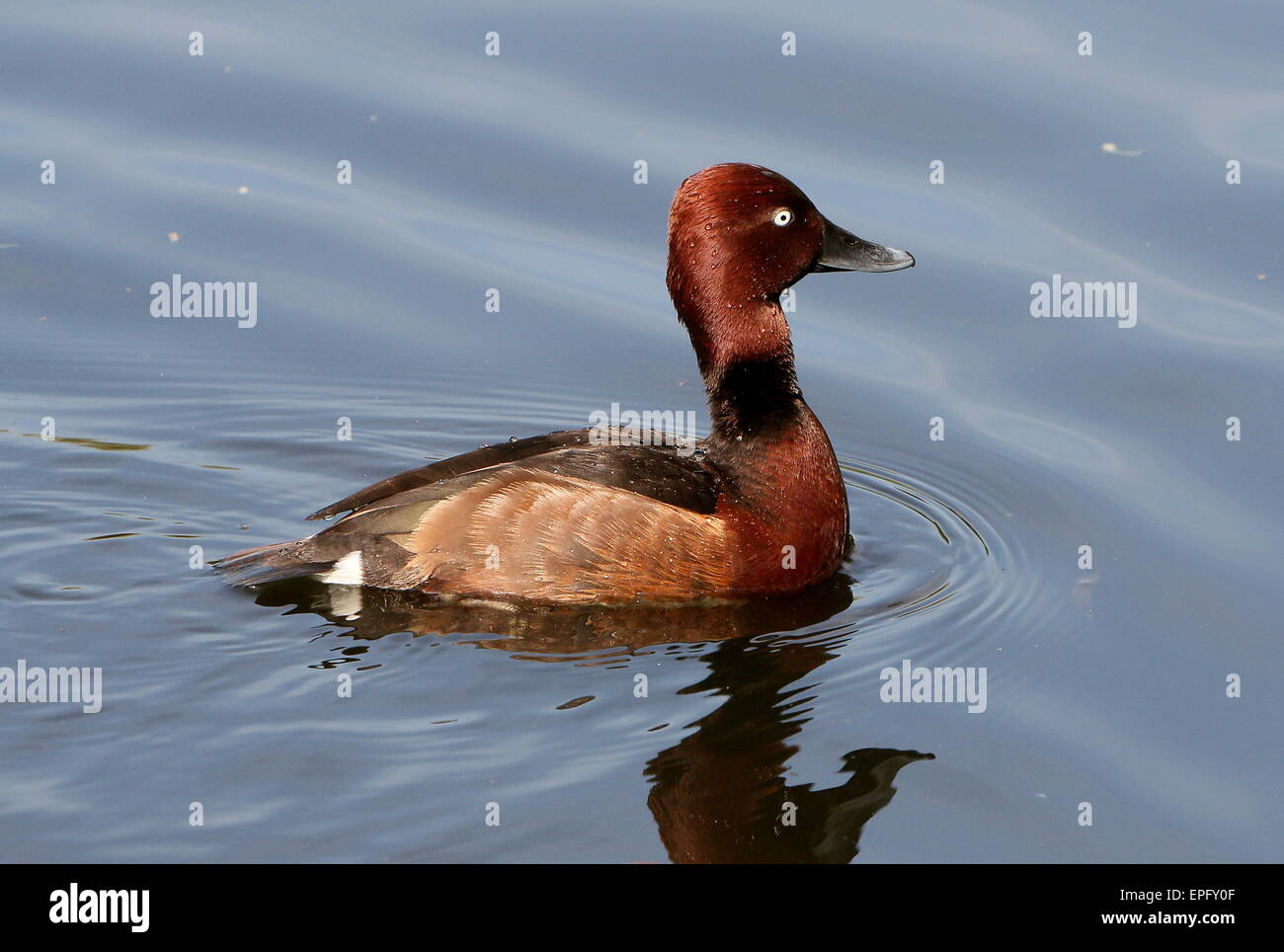 Eurasian Ferruginous duck or pochard (Aythya nyroca) seen in profile while swimming Stock Photo