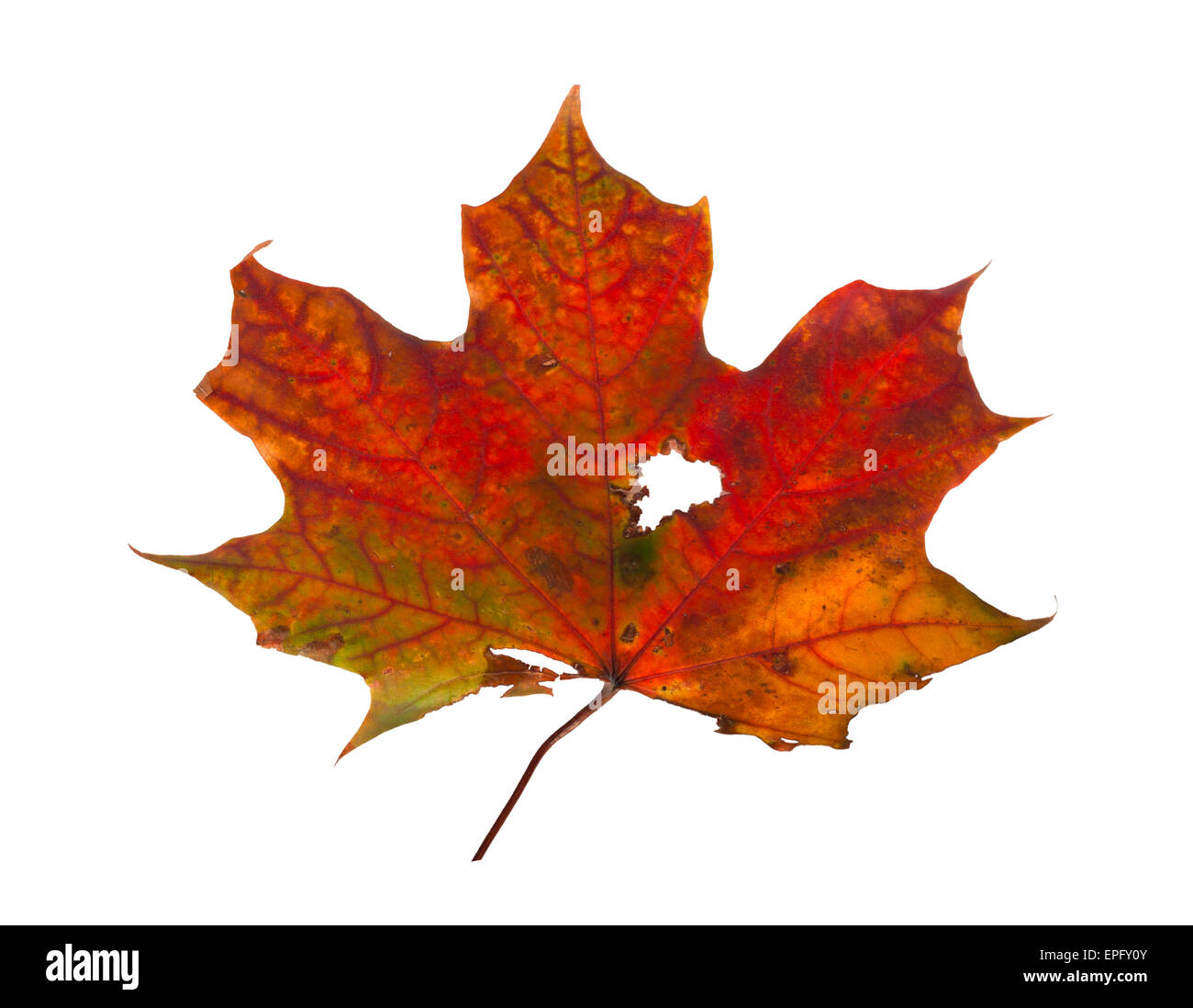 Autumn maple branch with leaves isolated on a white background Stock ...