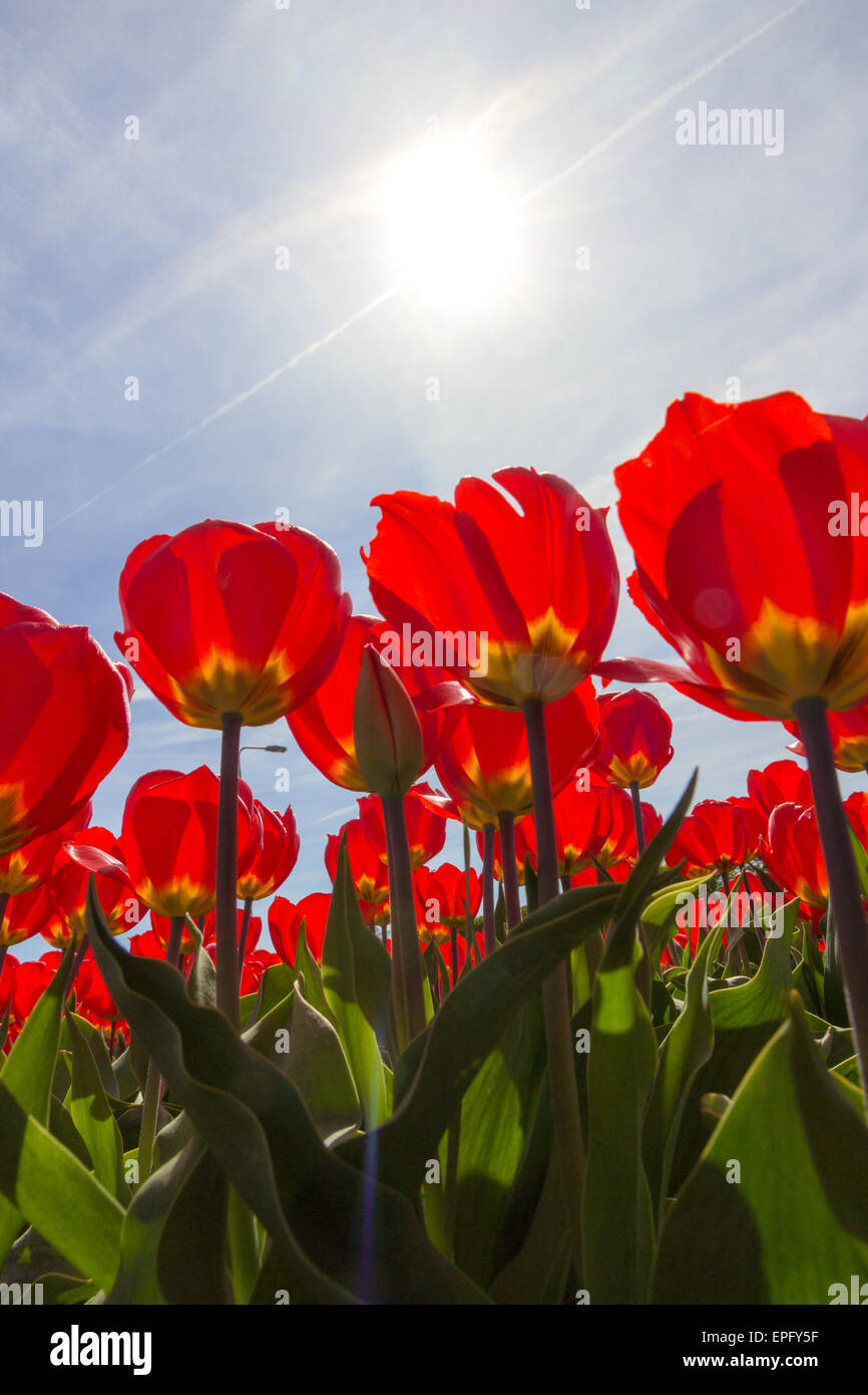 Red yellow tulip field in Holland Stock Photo