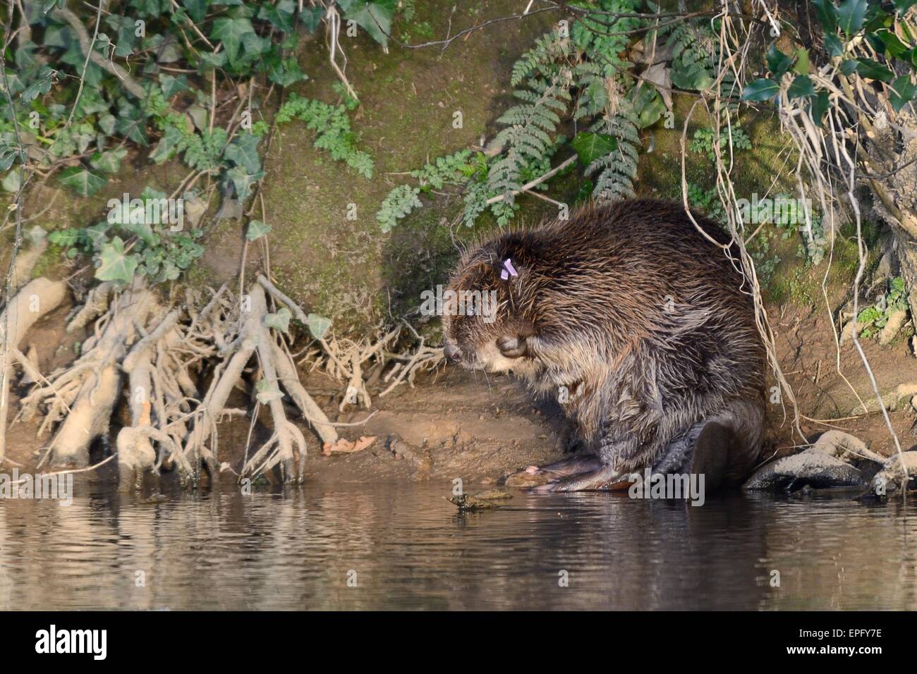Eurasian beaver (Castor fiber) grooming itself on the bank of the River Otter after being checked for diseases and re-released. Stock Photo