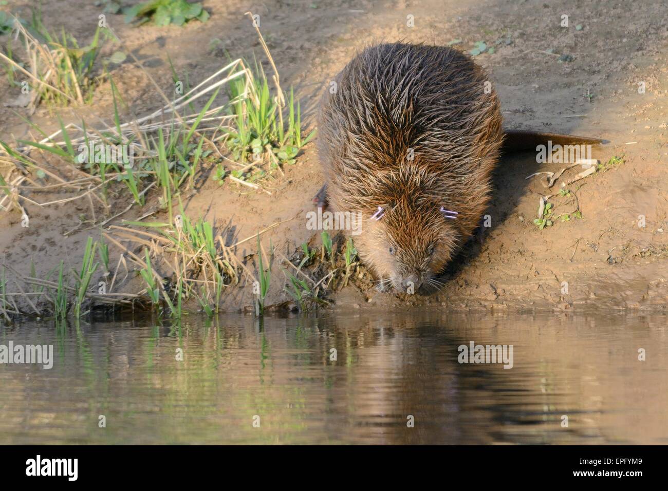 Eurasian beaver (Castor fiber) about to enter the River Otter after being checked for diseases and re-released. Stock Photo