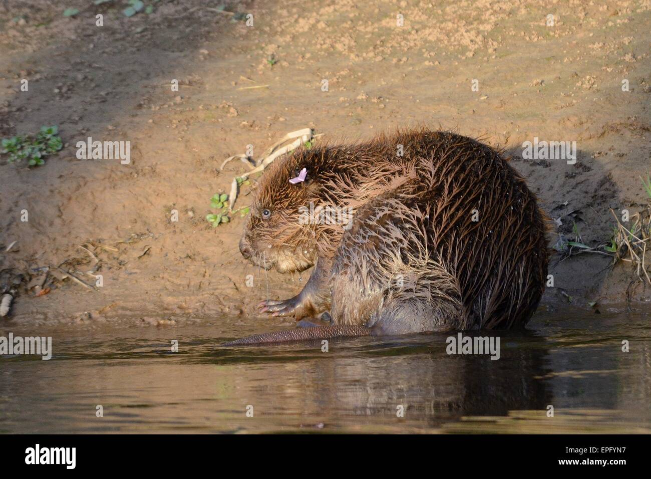 Eurasian beaver (Castor fiber) on the bank of the River Otter in sunset light after being checked for diseases and re-released. Stock Photo
