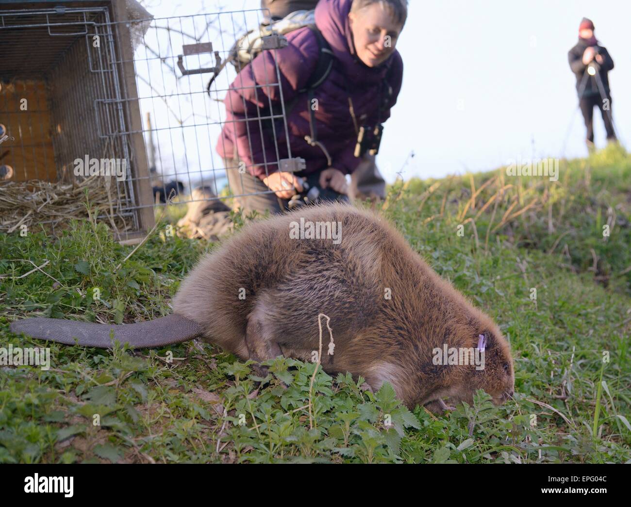 Eurasian beaver (Castor fiber) being released back to the River Otter after being checked for diseases. Stock Photo