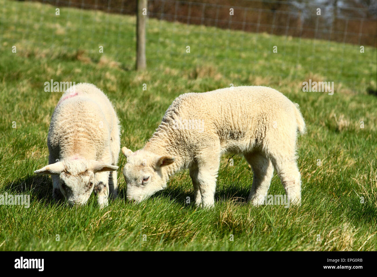 Young Spring Lambs Stock Photo - Alamy