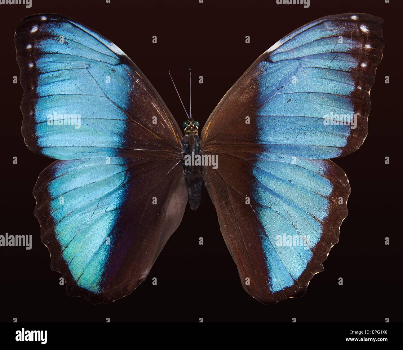 Blue Spotted Wings Butterfly High Resolution Stock Photography and ...