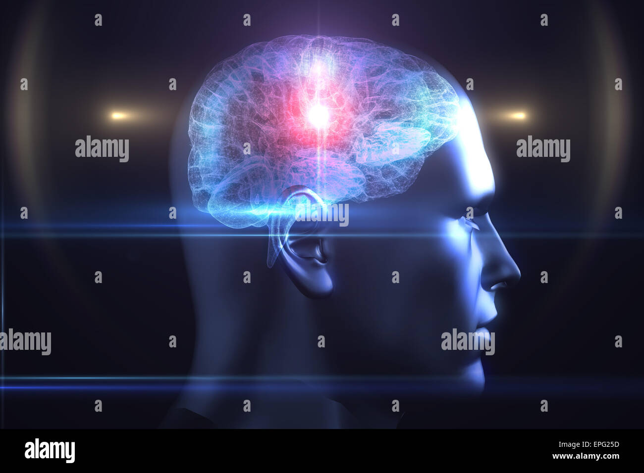 Brain diagram in human head Stock Photo - Alamy