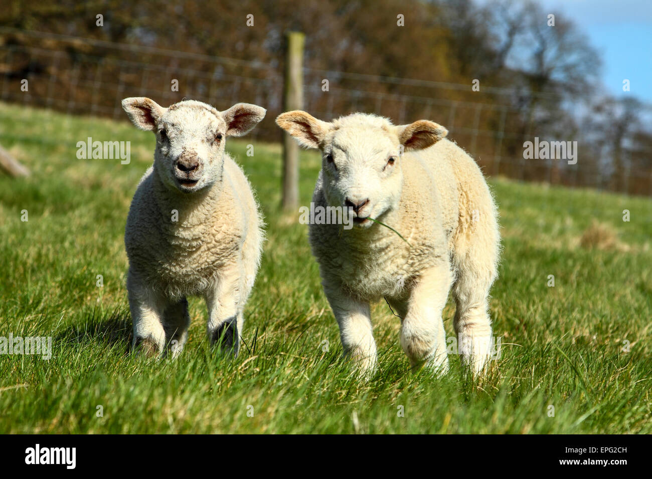 Young Spring Lambs Stock Photo - Alamy