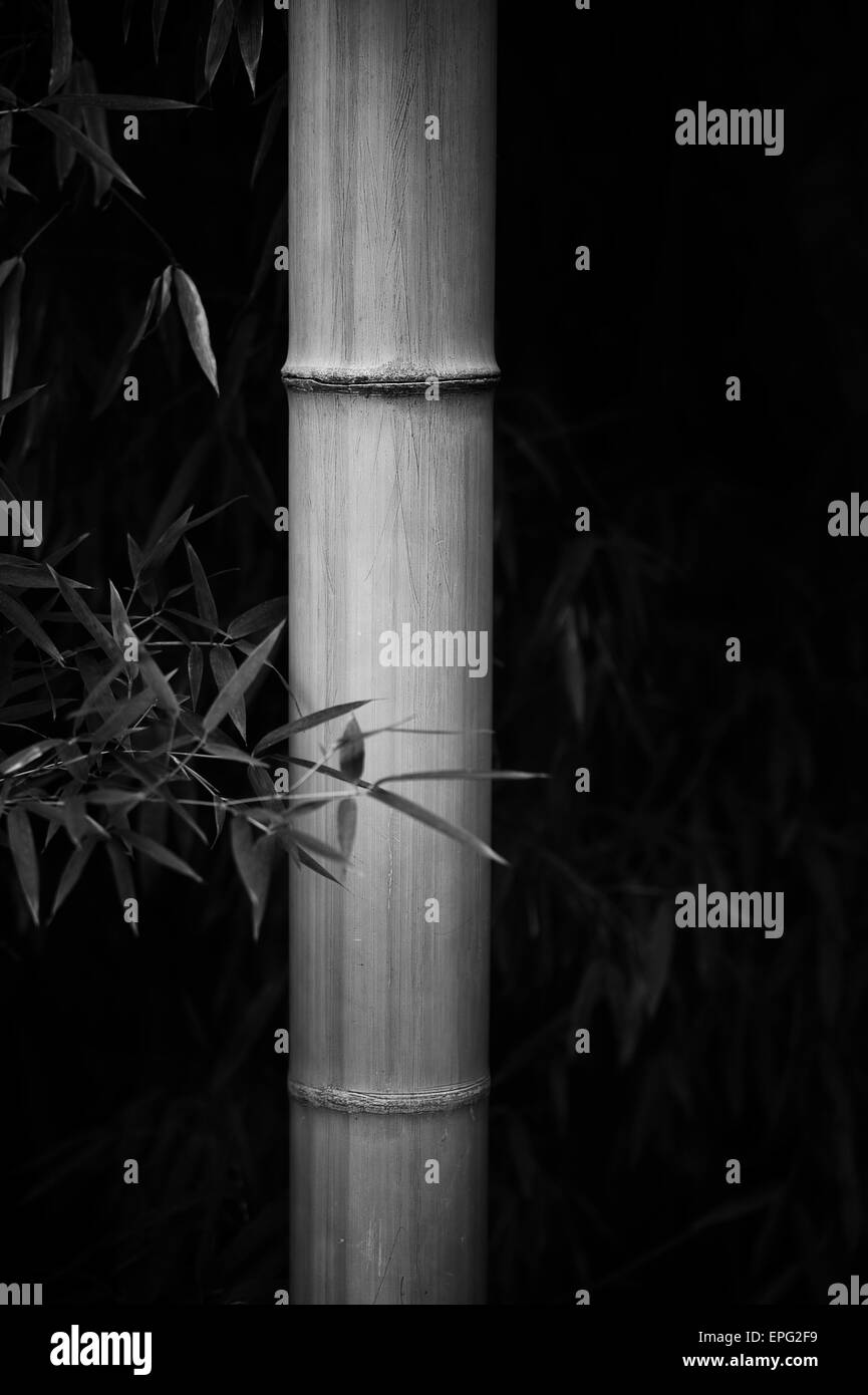 Black and white image of bamboo forest Stock Photo