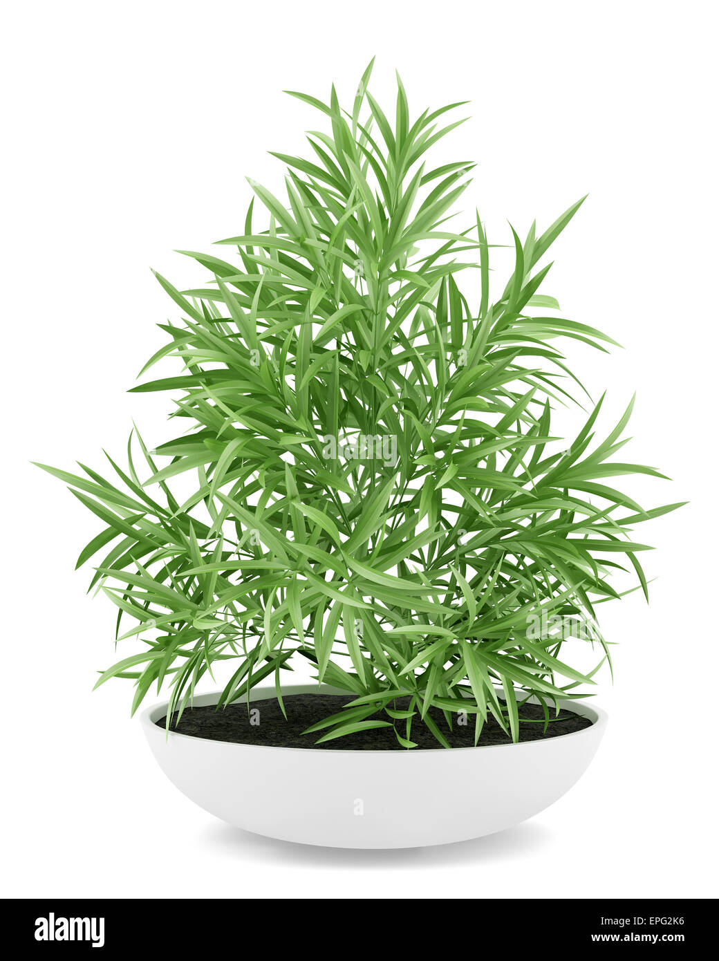houseplant in pot isolated on white background Stock Photo - Alamy