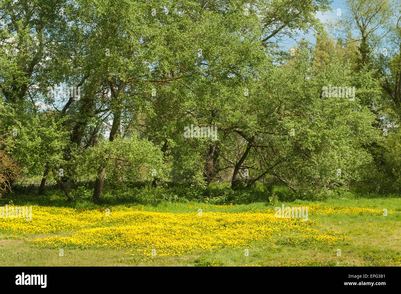 typical British country side paddock of buttercups against border of willow trees typical of dreamy summer days Sutton at Hone Stock Photo